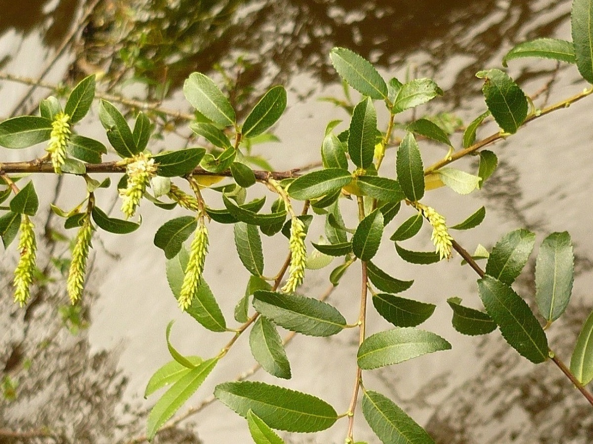Salix triandra (Salicaceae)